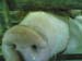 PorkFest_0019