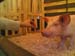 PorkFest_0048