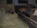 blackpork_08_0010